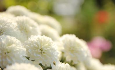White dahlia, flowers, blur
