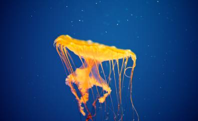 Jellyfish, aquarium, yellow, underwater