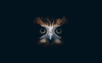 Muzzle, owl