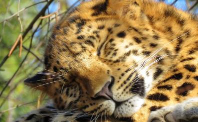 Sleep, leopard, predator, muzzle