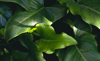 Big and green leaf, nature