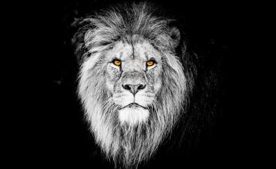Monochrome, the beast, lion, muzzle
