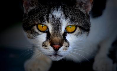 Yellow eyes, fur, muzzle, feline, cat