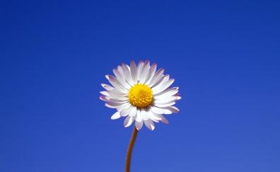 Gerbera, white flower, portrait