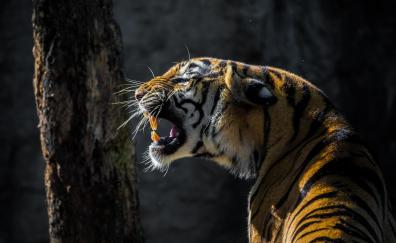 Tiger, roar, wild animal