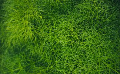 Grass, green threads, lawn, threads