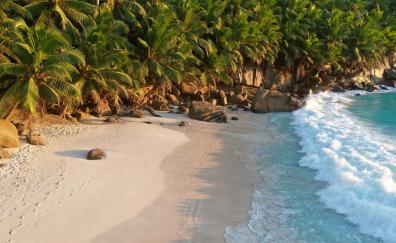 Shoreline, beach, ocean waves, palms