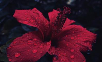 Hibiscus, flower, close up, water drops