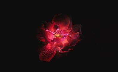 Red flower, digital art, portrait