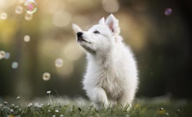 Cute white fluffy puppy, playing, animal