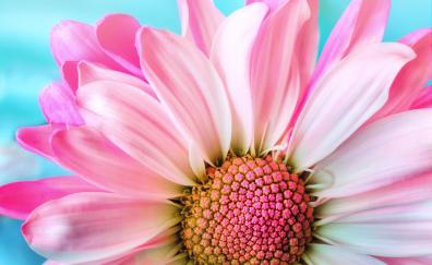 Close up, pink daisy, bloom