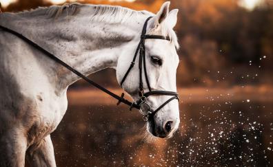 White horse, animal, portrait, muzzle
