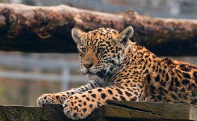 Leopard, cub, baby animal, predator