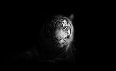 Portrait, minimal, white tiger, dark