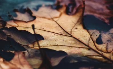 Close up, dry leaf, autumn