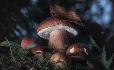 Adorable, mushroom and leaves, close up