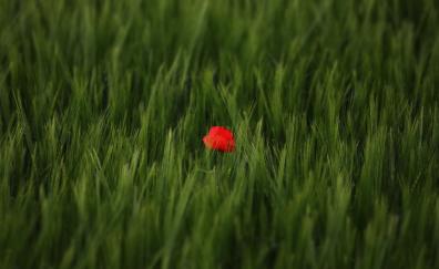 Red poppy, flower, grass lands, nature