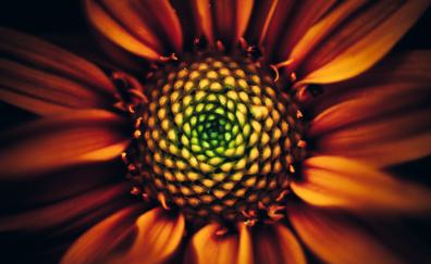 Sunflower, bloom, close up 