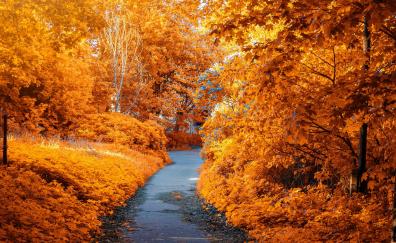 Park, trees, Foliage, autumn, pathway, leaves