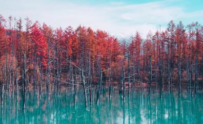Lake, trees, autumn, nature
