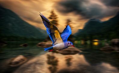 Blue bird, blur, flight