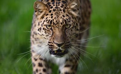 Leopard, curious, animal, predator, wild
