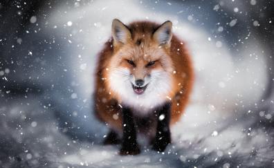 Angry fox, wild, predator, winter, snowfall