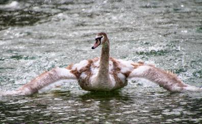 Swan, bird, lake, flight