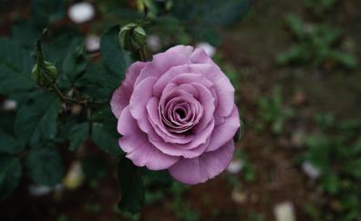 Violet rose, flower, portrait