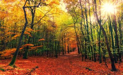 Autumn, leaves, fall, tree, forest, nature