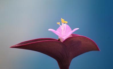 Bloom, close up, pink flower