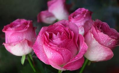 Drops, pink, close up, bloom, roses