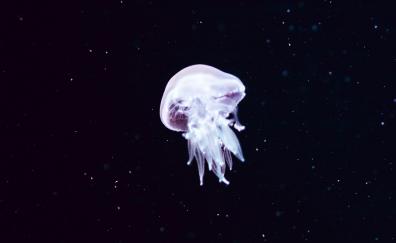 Minimal, white jellyfish