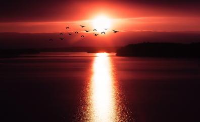 Sunset, reflections, birds, shine