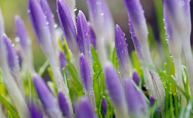 Purple crocus, water drops, close up, flowers