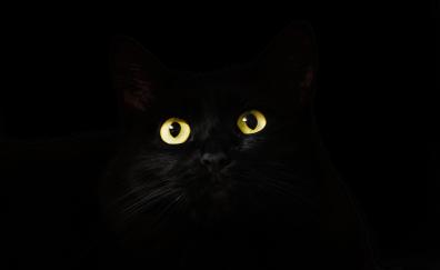 Black cat, muzzle, animal, yellow eyes