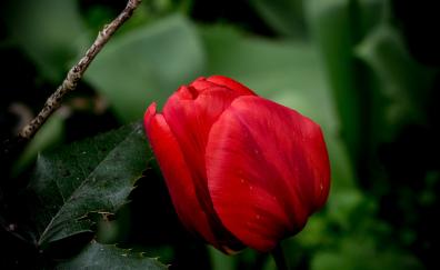 Red tulip, close up, leaves, bloom