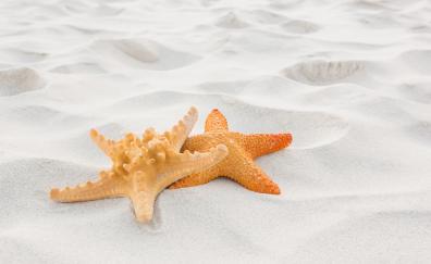 Close up, sand, starfish