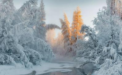 Forest in winter, frozen trees, river, nature
