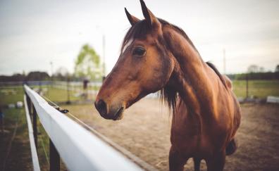 Brown horse, Equus, muzzle, animal
