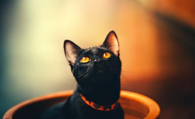 Cute, feline, yellow eyes, cat, black