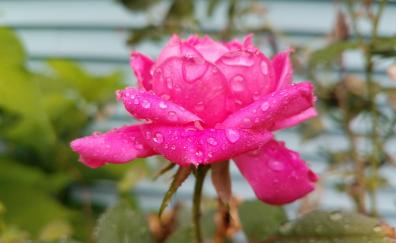 Water drops, pink rose, backyard