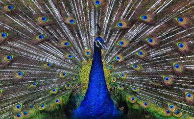 Plumage, peacock, bird, dance