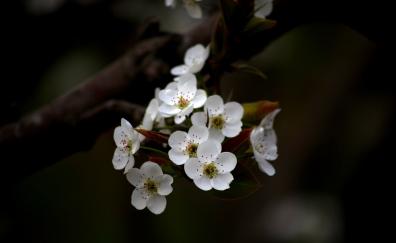 White, apple blossom, flowers
