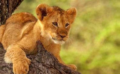 Lion cub, cute, animal