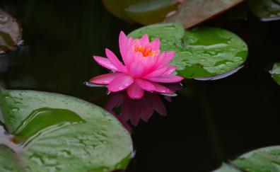 Lake, big leaf, water lily, flower