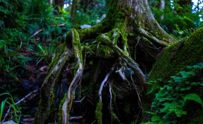 Old tree, big roots, moss, forest