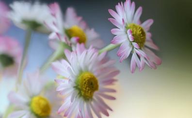 Flower, Gerbera, light pink
