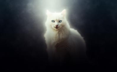Cat, white feline, curious, art