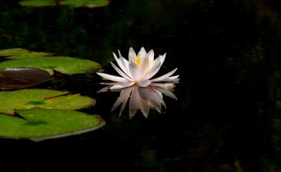 White, reflections, water lily, lake, flower